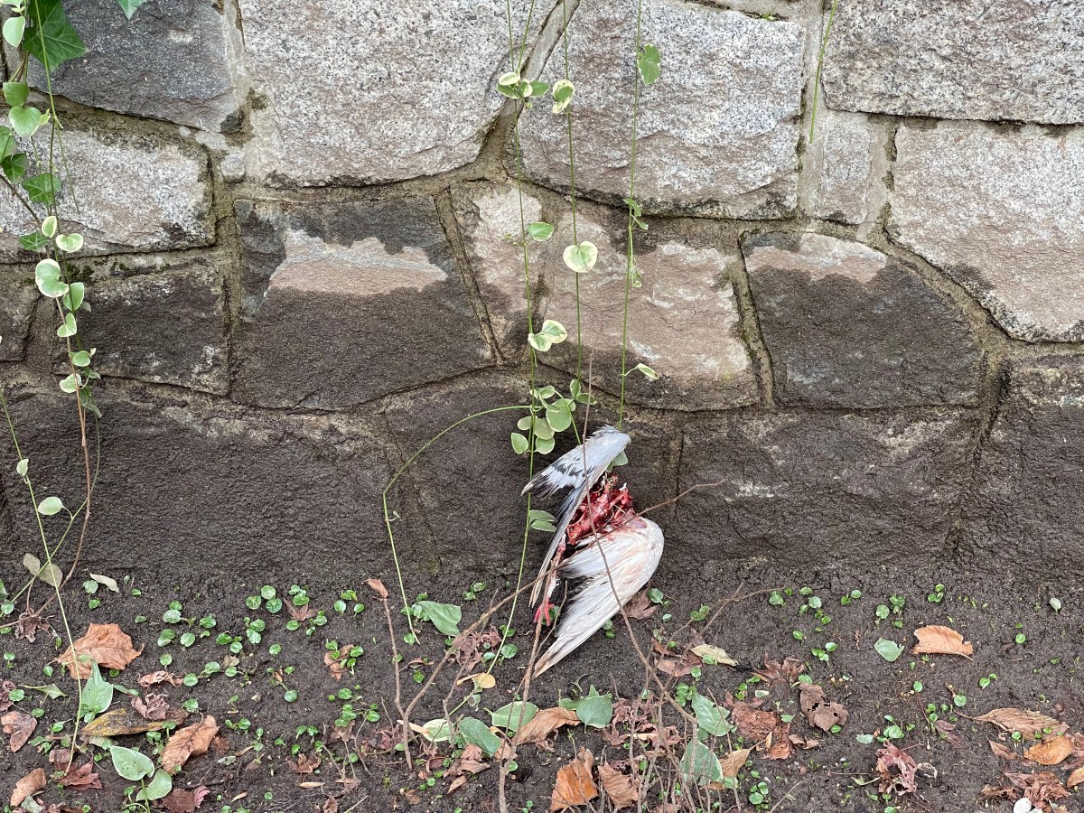 The Military Police Complaints&nbsp;Commission